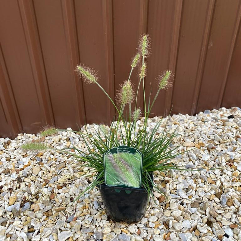 Pennisetum 'Little Bunny' Fountain Grass -