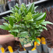 Skimmia × confusa 'Kew Green' 2L / 5L -