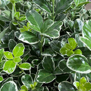 Euonymus fortunei ‘Emerald Gaiety’ 1L / 5L -