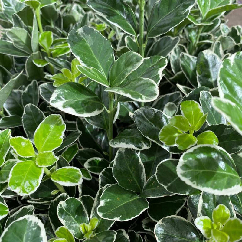 Euonymus fortunei ‘Emerald Gaiety’ 1L / 5L -