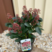 Skimmia japonica Rubella (Including Gift Wrap) -