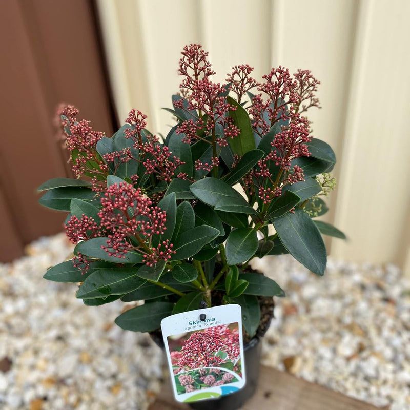 Skimmia japonica Rubella (Including Gift Wrap) -
