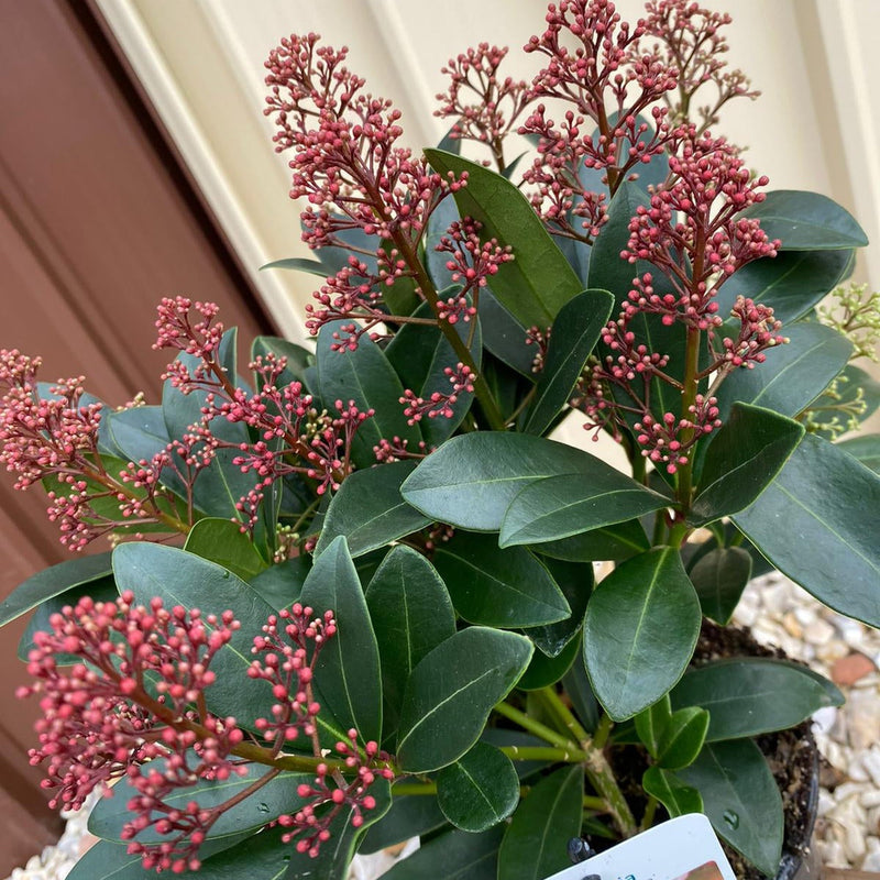 Skimmia japonica Rubella (Including Gift Wrap) -