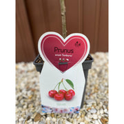 Dwarf/Patio Cherry Tree 'Sunburst' (Prunus avium) 1m -