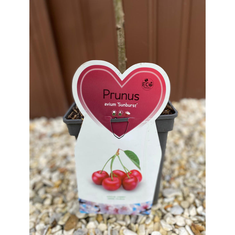 Dwarf/Patio Cherry Tree 'Sunburst' (Prunus avium) 1m -