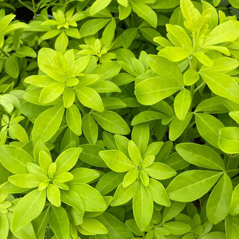 Choisya ternata Sundance - Brica/Lich 9cm-5L -