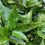 Aucuba japonica (Spotted Laurel) 1.5L (Multibuy Offers Available) -