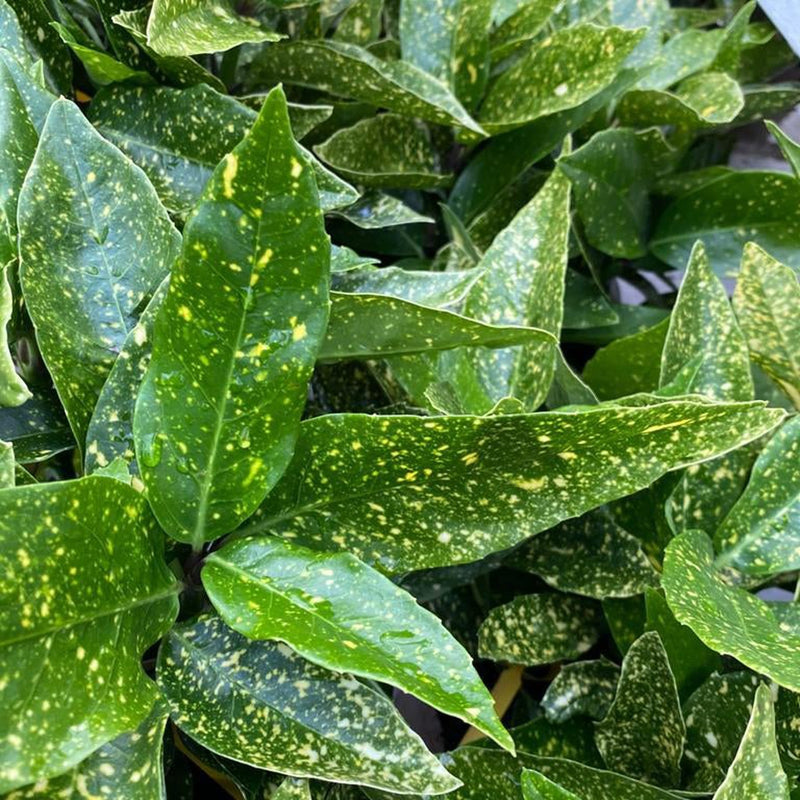 Aucuba japonica (Spotted Laurel) 1.5L (Multibuy Offers Available) -
