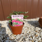 Dicentra Spectabilis 'Bleeding Heart' Pink (6cm - 2L) -