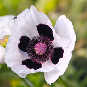 Papaver orientale 'Royal Wedding' | Oriental Poppy 9cm/2L -