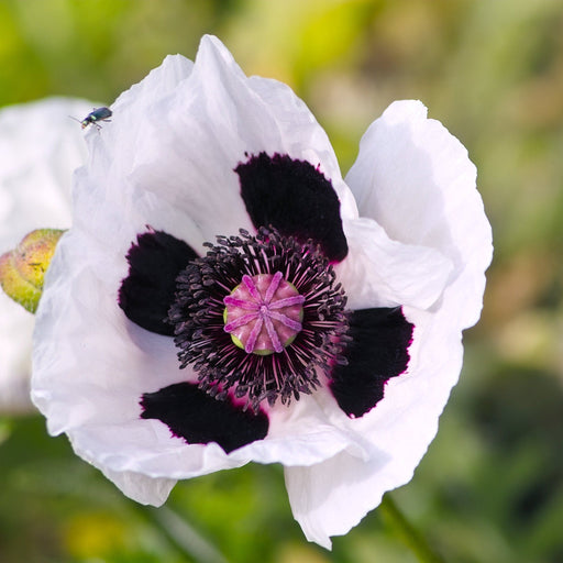 Papaver orientale 'Royal Wedding' | Oriental Poppy 9cm/2L -