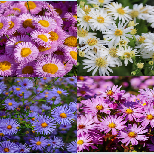 Mix of 3 Asters (3 x 9cm Pots) -