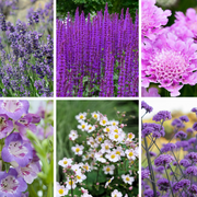 Chloe's Season Long Colour Mix (6x9cm Pots) -