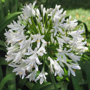 Agapanthus 'Africanus' - African Lily (White) 1.5L -
