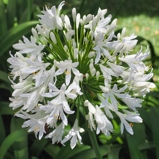 Agapanthus 'Africanus' - African Lily (White) 1.5L -