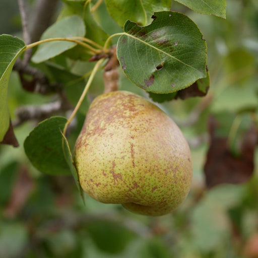 Dwarf/Patio Pear Tree - Wildeman 1m -