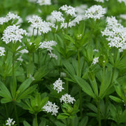 Woodruff - Galium odoratum (Herb) 9cm -