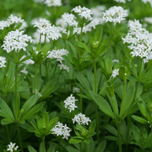 Woodruff - Galium odoratum (Herb) 9cm -