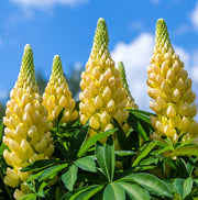 5 Perennials for a Sunny Site -