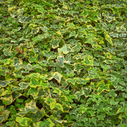 Hedera helix 'Yellow Ripple' Ivy 1m -