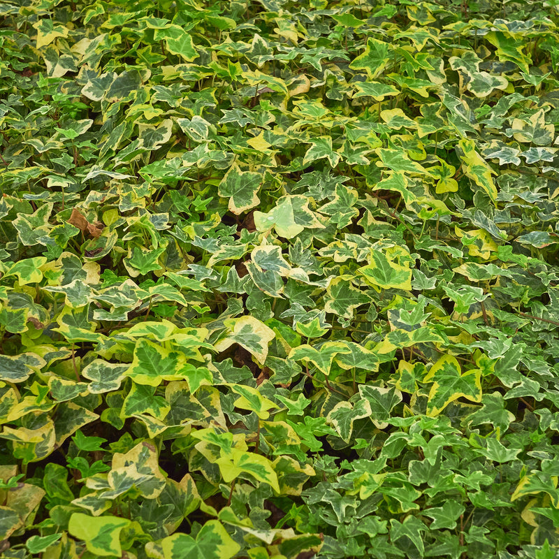 Hedera helix 'Yellow Ripple' Ivy 1m -