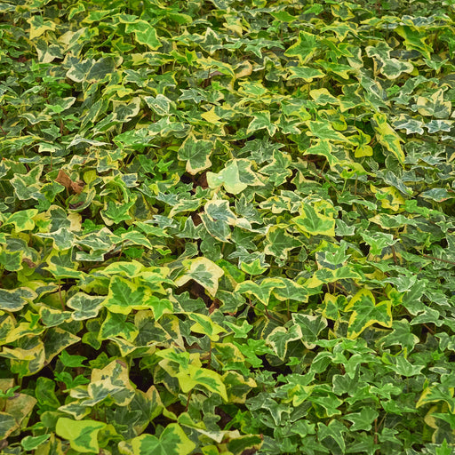 Hedera helix 'Yellow Ripple' Ivy 1m -