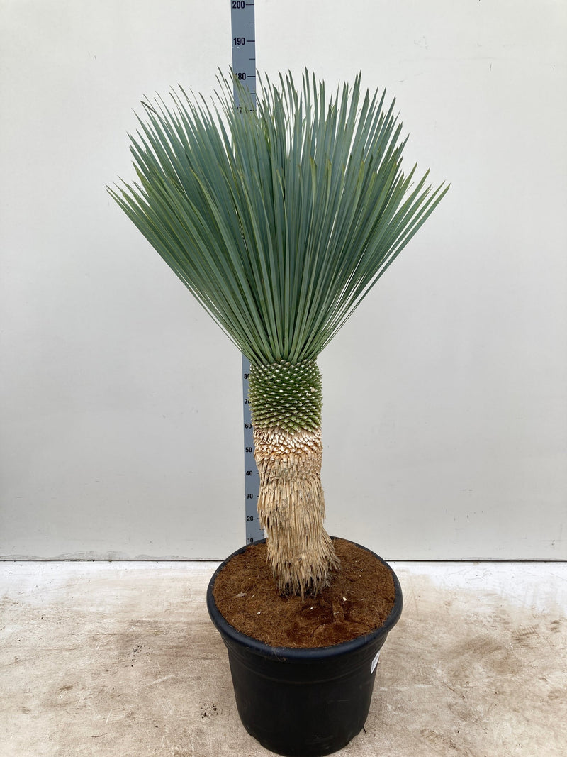 Yucca rostrata 'Blue Swan' 170cm inc. 65L growers pot -