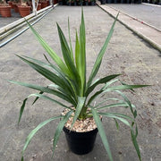 Yucca 'Gloriosa' 3L -
