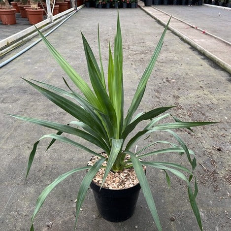 Yucca 'Gloriosa' 3L -