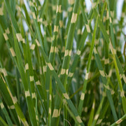 Miscanthus sinensis 'Little Zebra' Grass 9cm/2L -