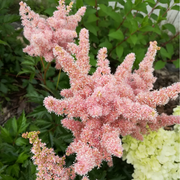 Astilbe - Sister Theresa 1.5L -