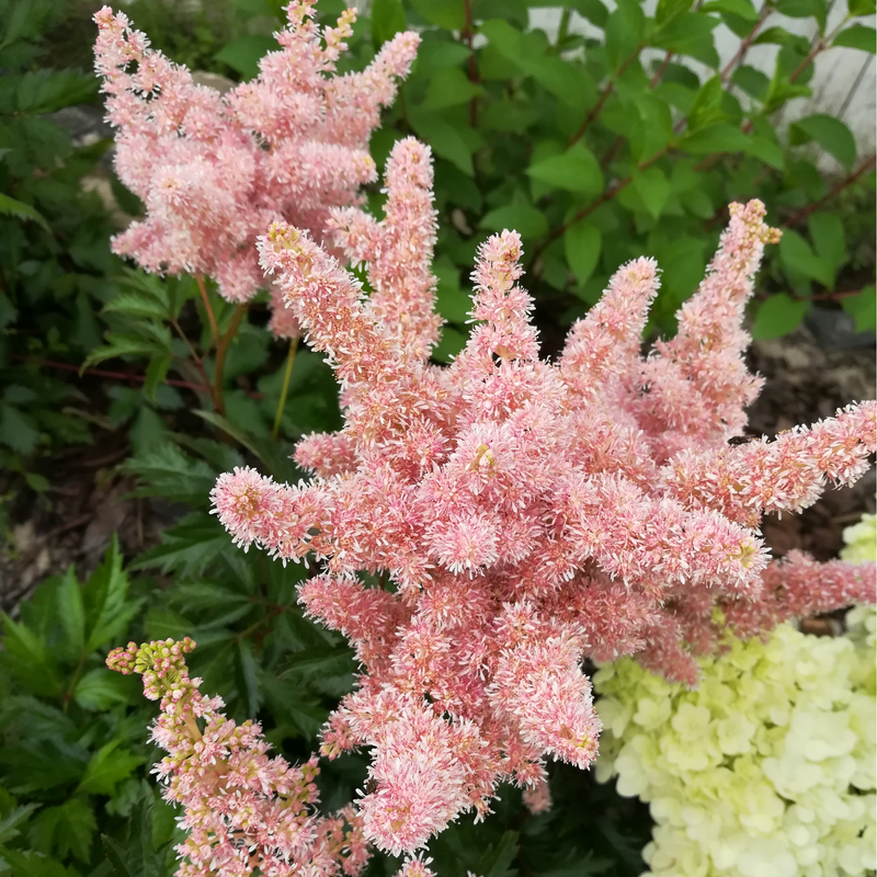 Astilbe - Sister Theresa 1.5L -