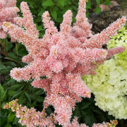 Astilbe - Sister Theresa 1.5L -