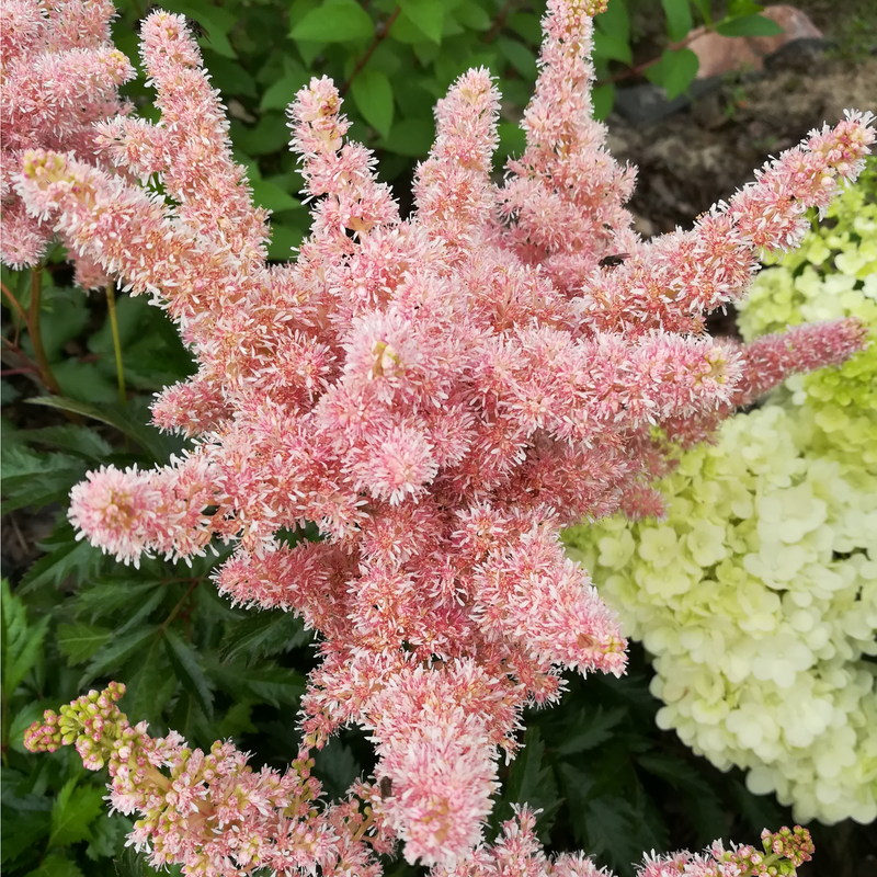 Astilbe - Sister Theresa 1.5L -