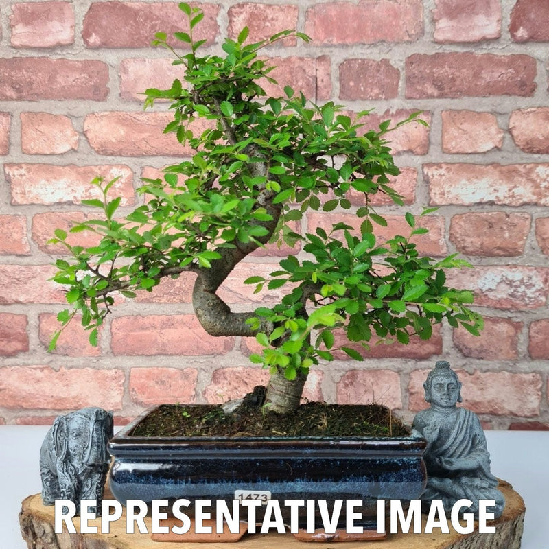 Chinese Elm (Ulmus Parvifolia) Bonsai Tree | Shaped | In 20cm Pot