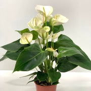 Anthurium - White 40-50cm -