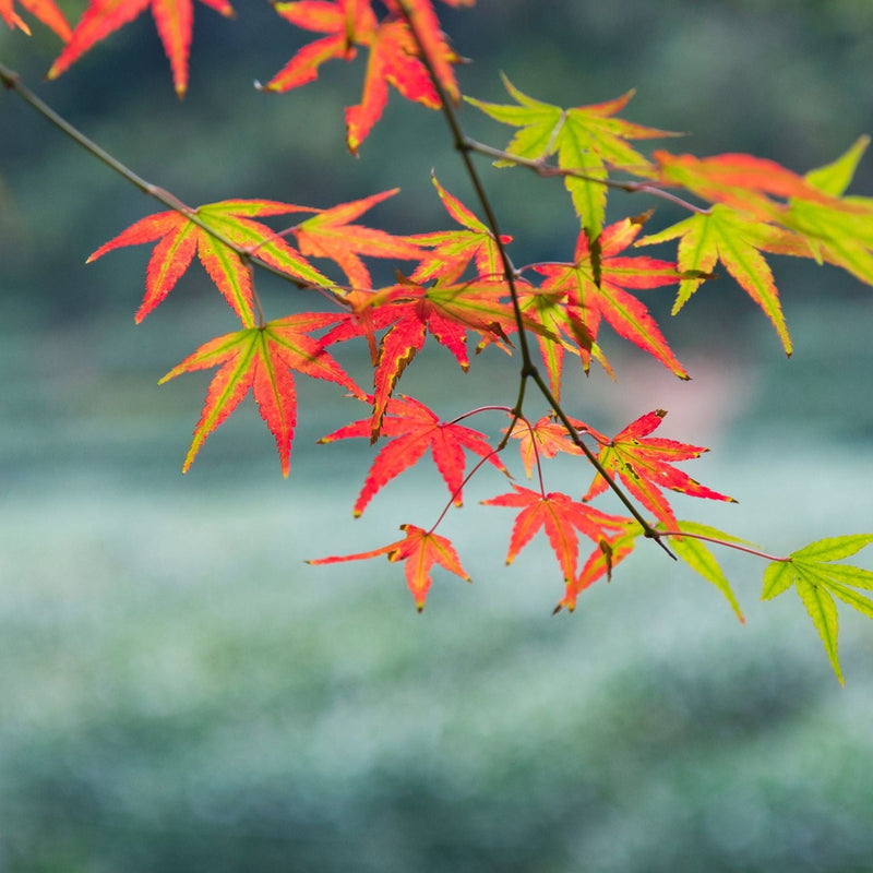 Acer palmatum 'Festival' 3L -