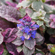 Ajuga 'Burgundy Glow' 1.5L -