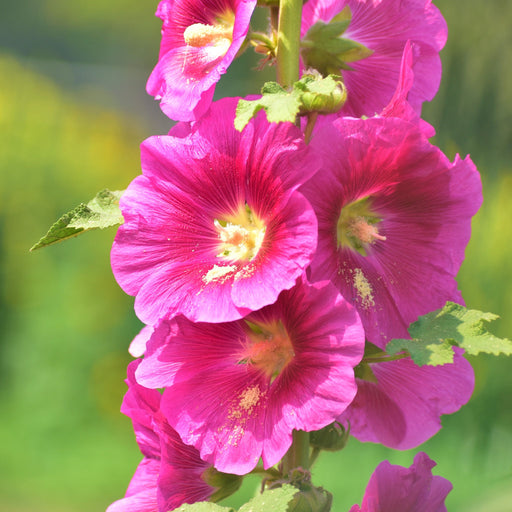 Hollyhock (Alcea) 'Spring Celebrities Rose' - Pink 1.5L -