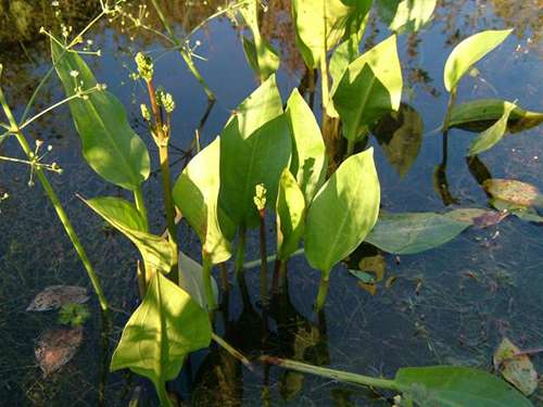 Alisma Lancelot  (Mad dog weed) - Marginal Pond Plants - MP007A