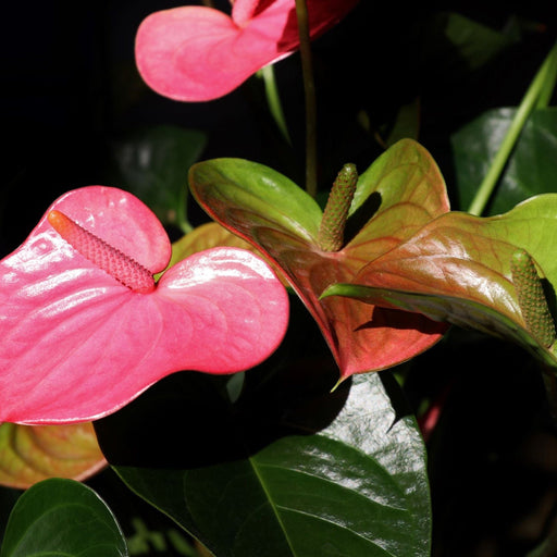 Anthurium - Candy Floss Pink -
