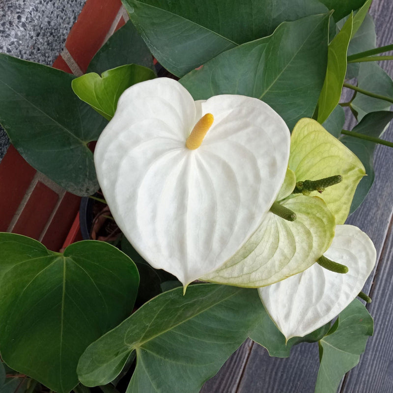 Anthurium - White 40-50cm -