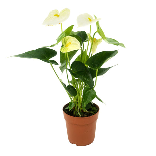 Anthurium - White 40-50cm -