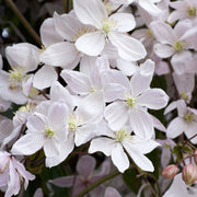 Clematis armandii 'Snowdrift' 100cm (Evergreen and Fragrant) -
