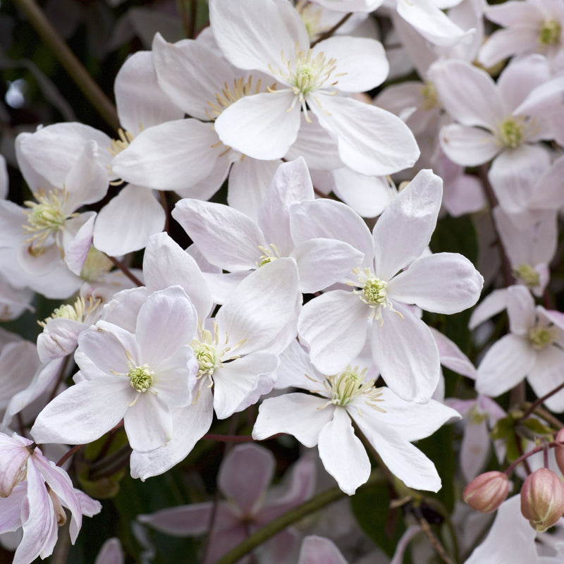 Clematis armandii 'Snowdrift' 100cm (Evergreen and Fragrant) -