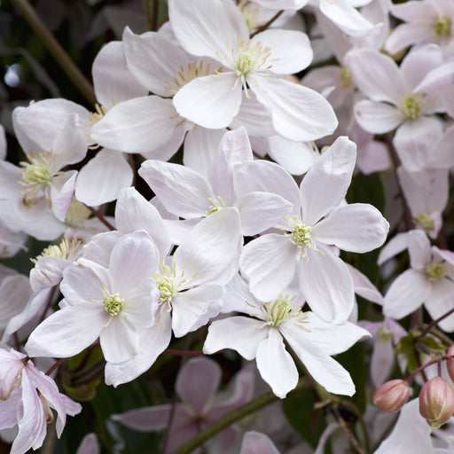 Clematis armandii 'Snowdrift' 100cm (Evergreen and Fragrant) -