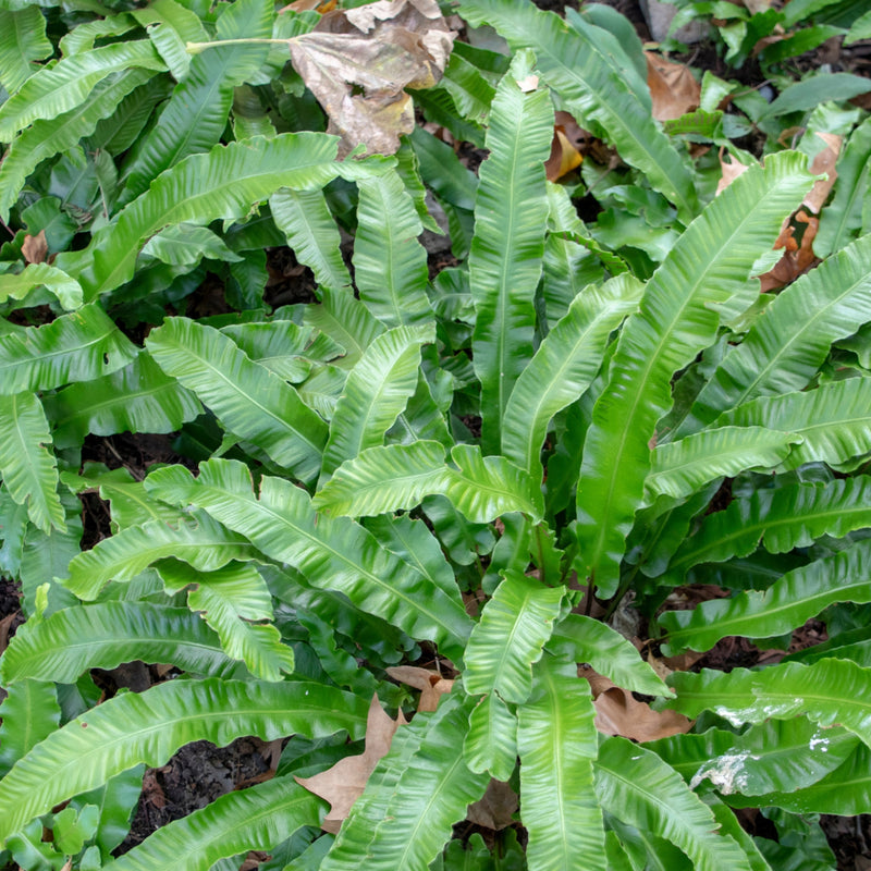 Fern Asplenium (11cm Pot) -
