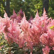 Astilbe - Mainz 1.5L -