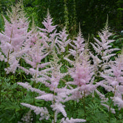 Astilbe 'Hennie Graafland' - Pink - 1.5L -
