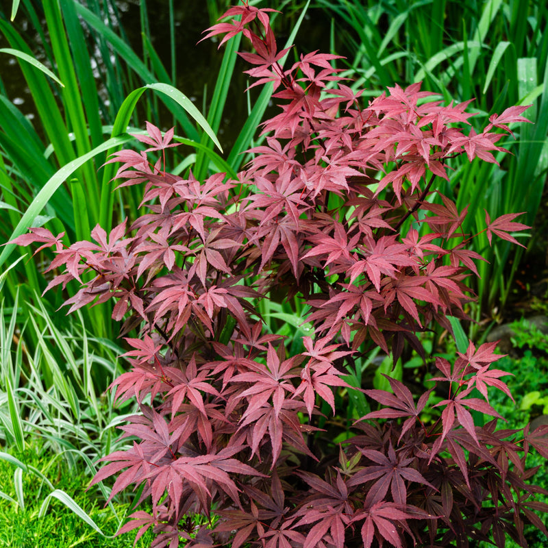 Acer palmatum 'Atropurpureum' 10.5cm-130L -
